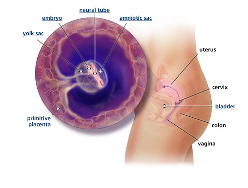 Fetal development at five weeks, the point in the film at which Donna Stern (Jenny Slate) has an abortion. At this stage, the heartbeat has developed but neurons have yet to generate; that happens at six weeks. Is this a viable human being or not?