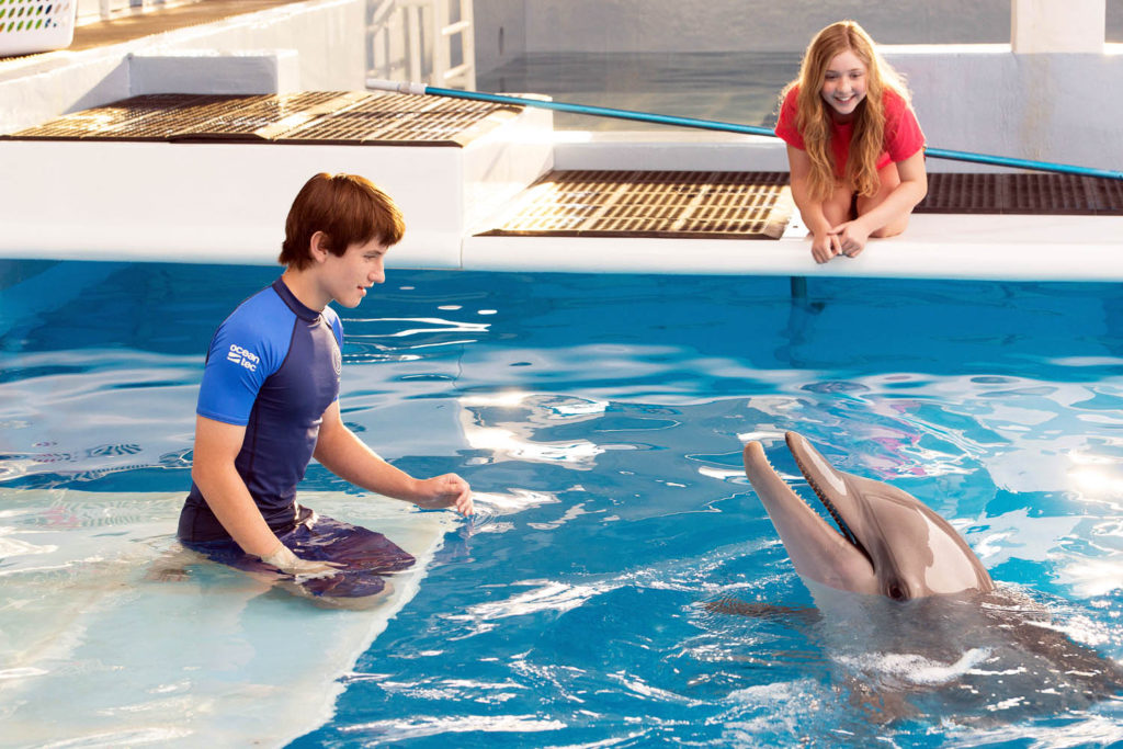 DOLPHIN TALE 2