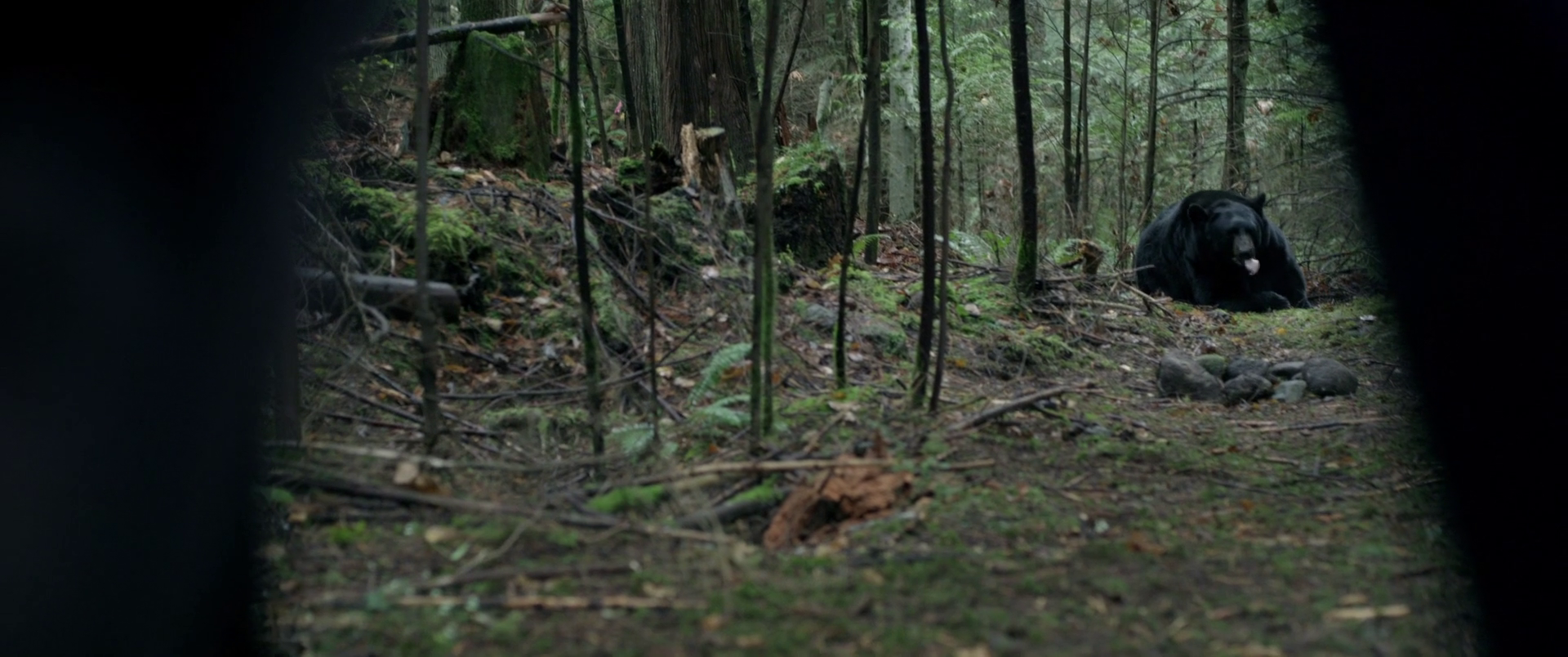 BACKCOUNTRY Film Review ZekeFilm